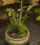 Container Water Gardens