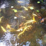 FEEDING FRENZY