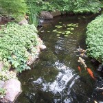 FISH RACE