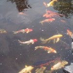 KOI ~ JOY