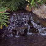 POND-SIDE WATERFALL (NO STREAM)