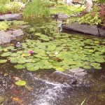 SERIOUS WATER GARDENING