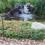 THE DOWNS - 2