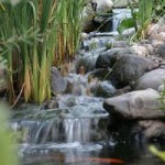 Water Gardens (60)
